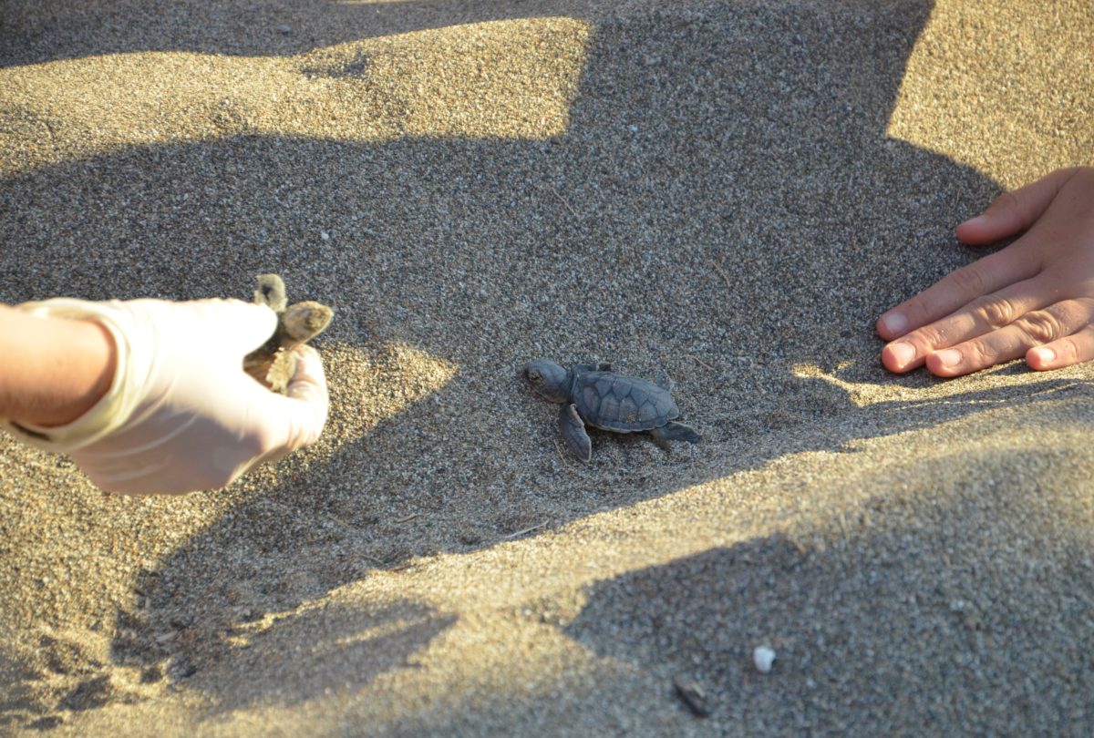Meeresschildkrötenbabies auf Kreta beobachten – ein berührendes Erlebnis