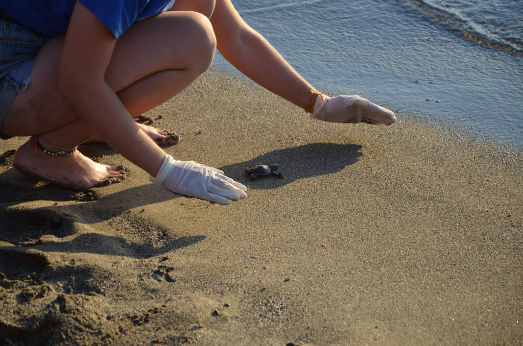 So verhältst du dich richtig, wenn du Meeresschildkrötenbabies am Strand begegnest